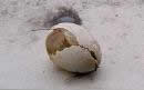 Rotten Egg Ordor